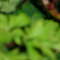 Identify_plants_008
