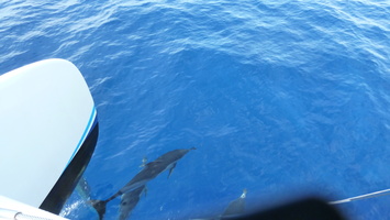 Wednesday - dolphin catamaran