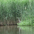 A caught this quick picture of a heron on the way back