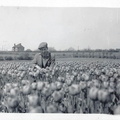 Joshua Dawson b. 1922 tulips